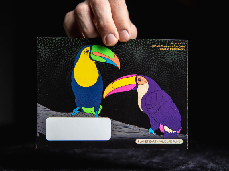 Two colorful toucans on a black envelope